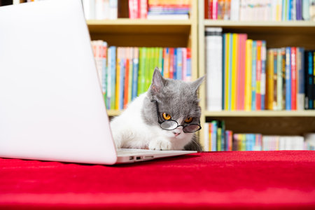 cute british shorthair cat using laptop with books shelf on backの写真素材