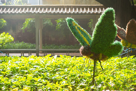 plants shaped like butterflies in a sunny afternoonの写真素材