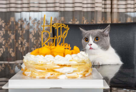 cute british shorthair cat celebrating her birthdayの写真素材