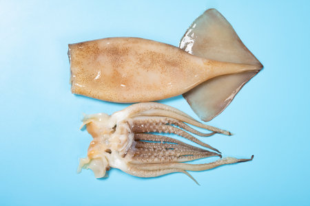 top view fresh raw squid on blue backgroundの写真素材