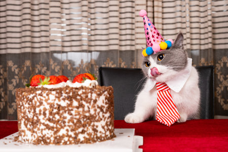 cute british shorthair cat celebrating her birthday horizontal compositionの写真素材