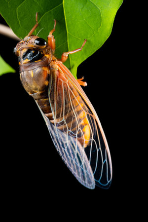 cicada just dehulled and came out from the shell in about one hour time vertical compositionの写真素材