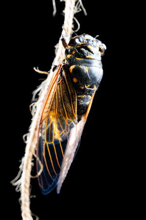 the next morning of a cicada dehulled and came out from the shell vertical compositionの写真素材