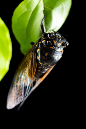 the next morning of a cicada dehulled and came out from the shell vertical compositionの写真素材