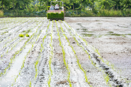 rice transplanter working on the field at horizontal compositionの写真素材
