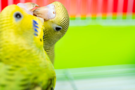 two budgerigars in a cage