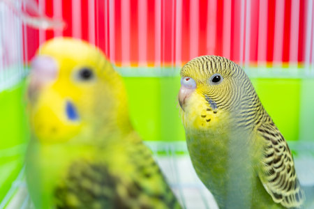 two budgerigars in a cageの写真素材