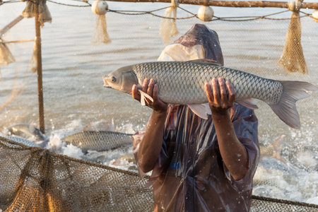 fisherman holding a big size grass carp on the pondの写真素材