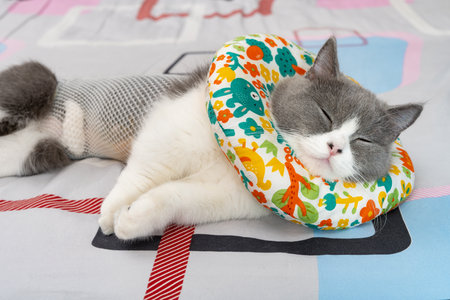 angle view British shorthair cat healing from an operation and lying on a bedの写真素材