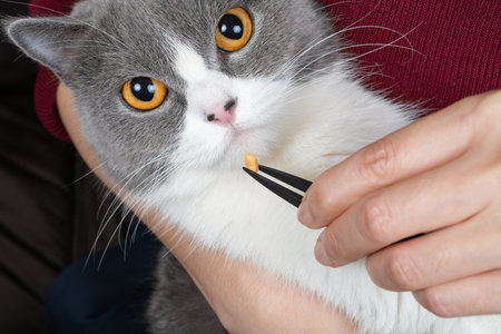 giving a pill to a catの写真素材