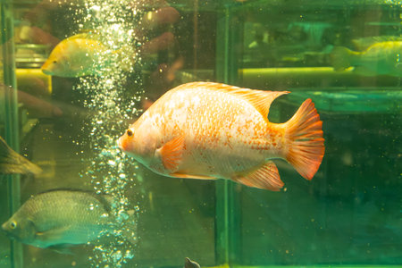 fish in a tank