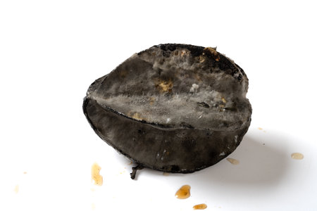 top view badly moldy starfruit on a white backgroundの写真素材