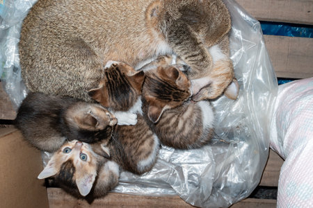 mother cat feeding her kittens with milk at horizontal compositionの写真素材