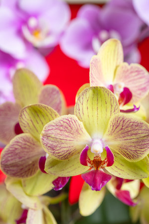blooming orchids on a red background vertical compositionの写真素材