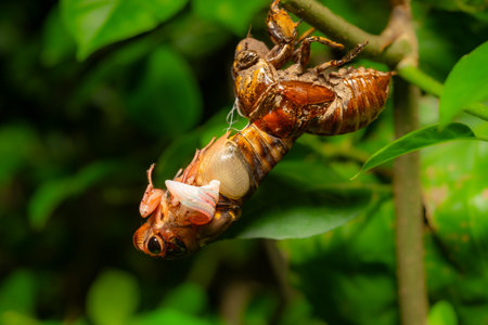 a cicada in shedding its shell and feathering at horizontal compositionの写真素材