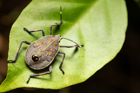 a stink bug on a green leaf close up