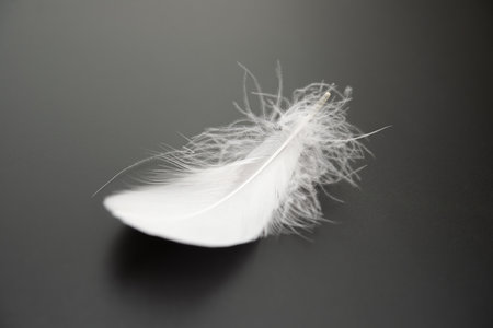 white feather on a dark background