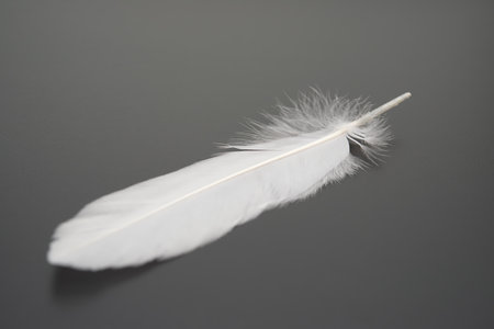 white feather on a dark backgroundの写真素材