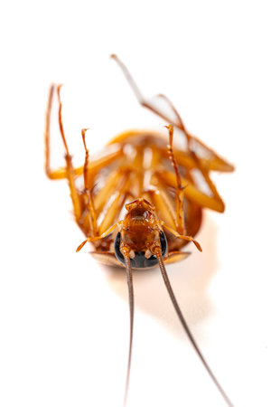 a poisoned and dying cockroach on white background close up at vertical composition