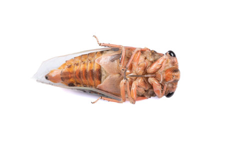 bottom of a cicadas on a white background