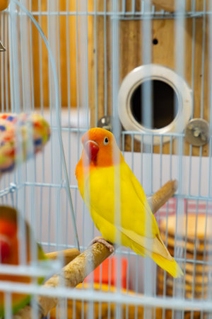 a cute budgerigar looking at the camera vertical composition