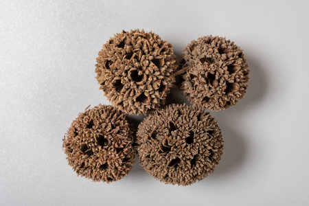 top view herb LuLuTong or Liquidambaris Fructus or Beautiful Sweetgum Fruitの写真素材