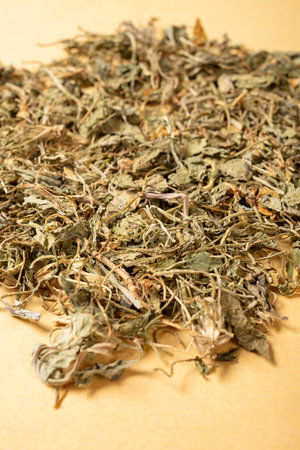 angle view herb ZiHuaDiDing or Viola yedoensis Makino or Taiwan Violet or Viola Philippica at verticalの写真素材