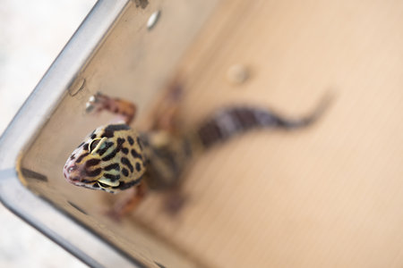 angle view Leopard gecko  at horizontal composition