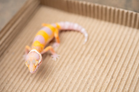 angle view Leopard gecko  at horizontal compositionの写真素材