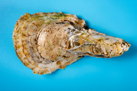 top view oyster shell on blue backgroundの写真素材