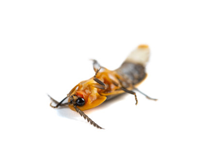 angle view firefly on a white backgroundの写真素材