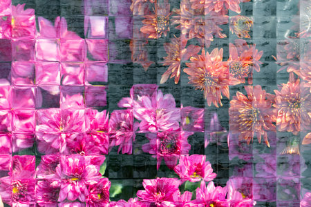 blooming purple chrysanthemum seen through the glass close up horizontal compositionの写真素材