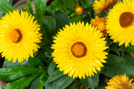 beautiful yellow strawflower at horizontal compositionの写真素材