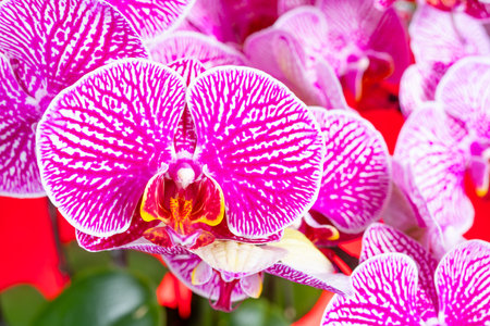 purple color blooming orchids at horizontal compositionの写真素材