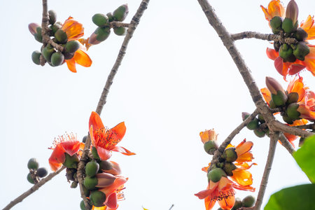 blooming Bombax ceiba or red cotton horizontal composition