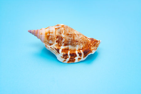 conch shell on a blue background