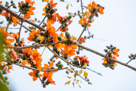blooming Bombax ceiba or red cotton at horizontal compositionの写真素材