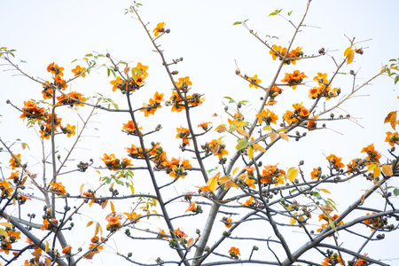 blooming Bombax ceiba or red cotton at horizontal composition