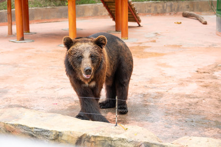 bear in a zoo at horizontal compositionの写真素材