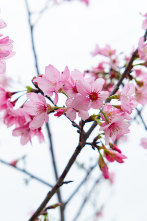 blooming cherry blossom at vertical compositionの写真素材