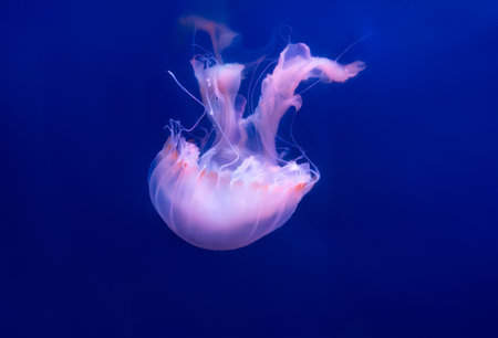 beautiful jellyfish swimming in a fish tankの写真素材