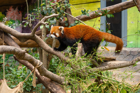 cut red panda young lesser panda or firefox ailurus fulgensの写真素材