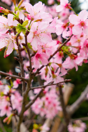 blooming cherry blossom at vertical compositionの写真素材