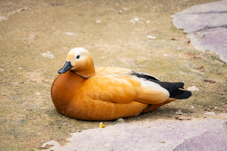 a beautiful ruddy shelduck at horizontal compositionの写真素材