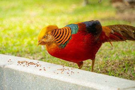 beautiful and colorful red-breasted pheasantの写真素材