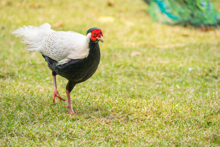 beautiful silver pheasant at horizontal compositionの写真素材