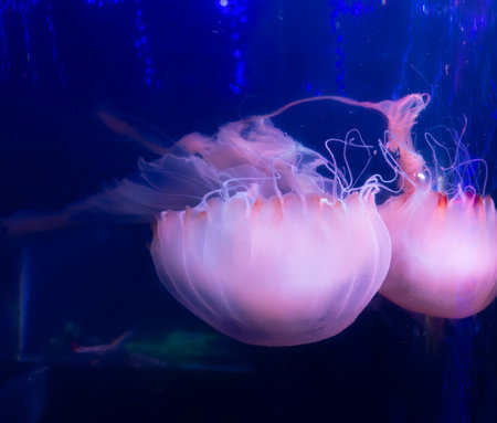 beautiful jellyfish swimming in a fish tankの写真素材