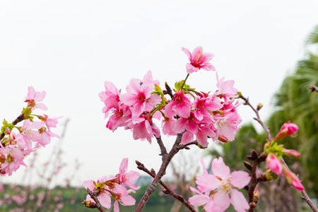 blooming cherry blossom at horizontal compositionの写真素材