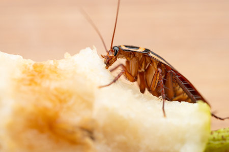 close-up of a cockroach eating at horizontal compositionの写真素材
