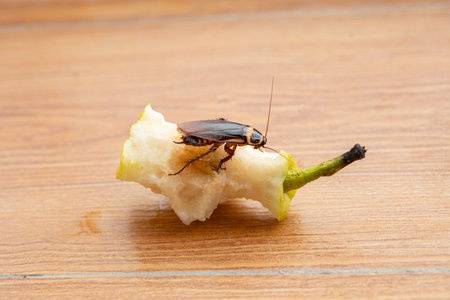 a cockroach eating an apple at horizontal compositionの写真素材